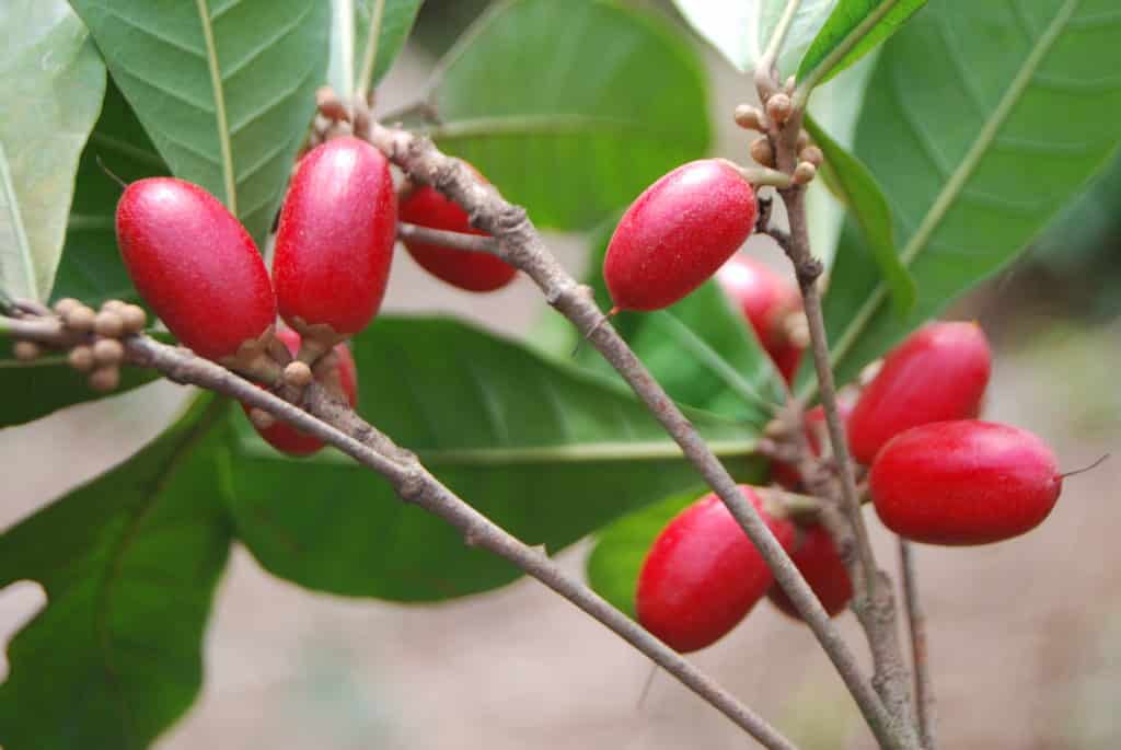 What Are Miracle Berries? Taste Modifier MiraBurst
