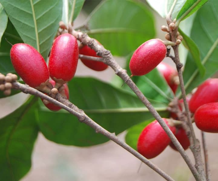 miracle fruit plant