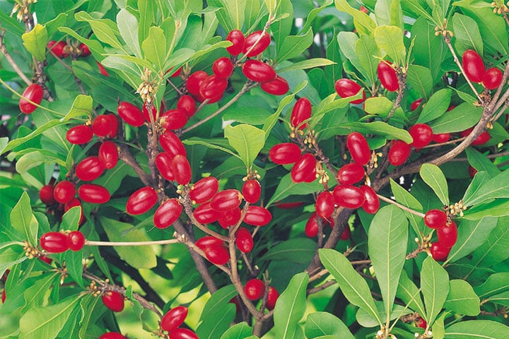 colorful miracle berries on a bush