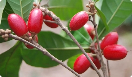 a plant with miracle berries growing